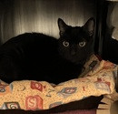 Enlarge Raven, an adoptable Domestic Short Hair in Escondido, CA image 1/1