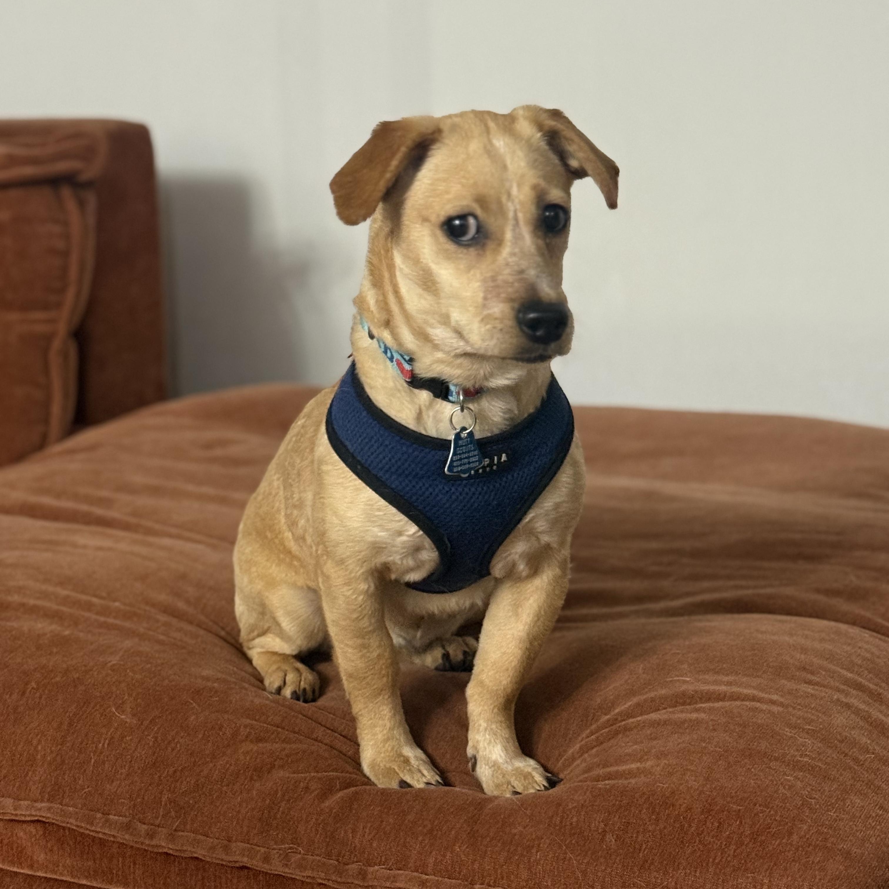 Enlarge Mira, an adopted mixed breed in Los Angeles, CA image 3/6