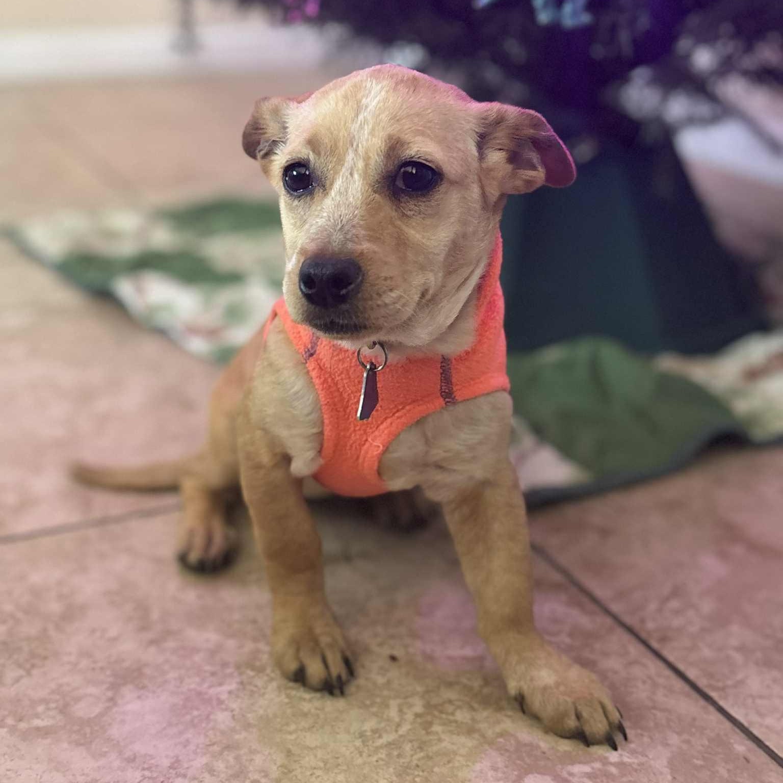 Enlarge Mira, an adopted mixed breed in Los Angeles, CA image 6/6