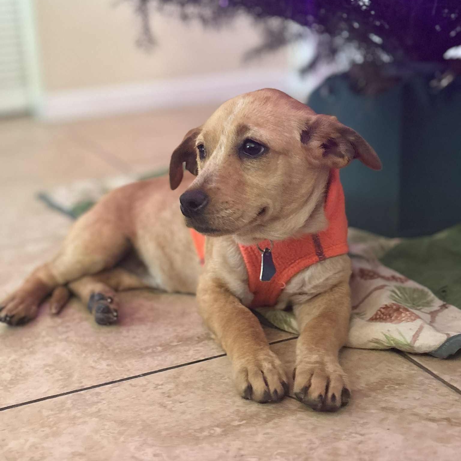 Enlarge Mira, an adopted mixed breed in Los Angeles, CA image 4/6
