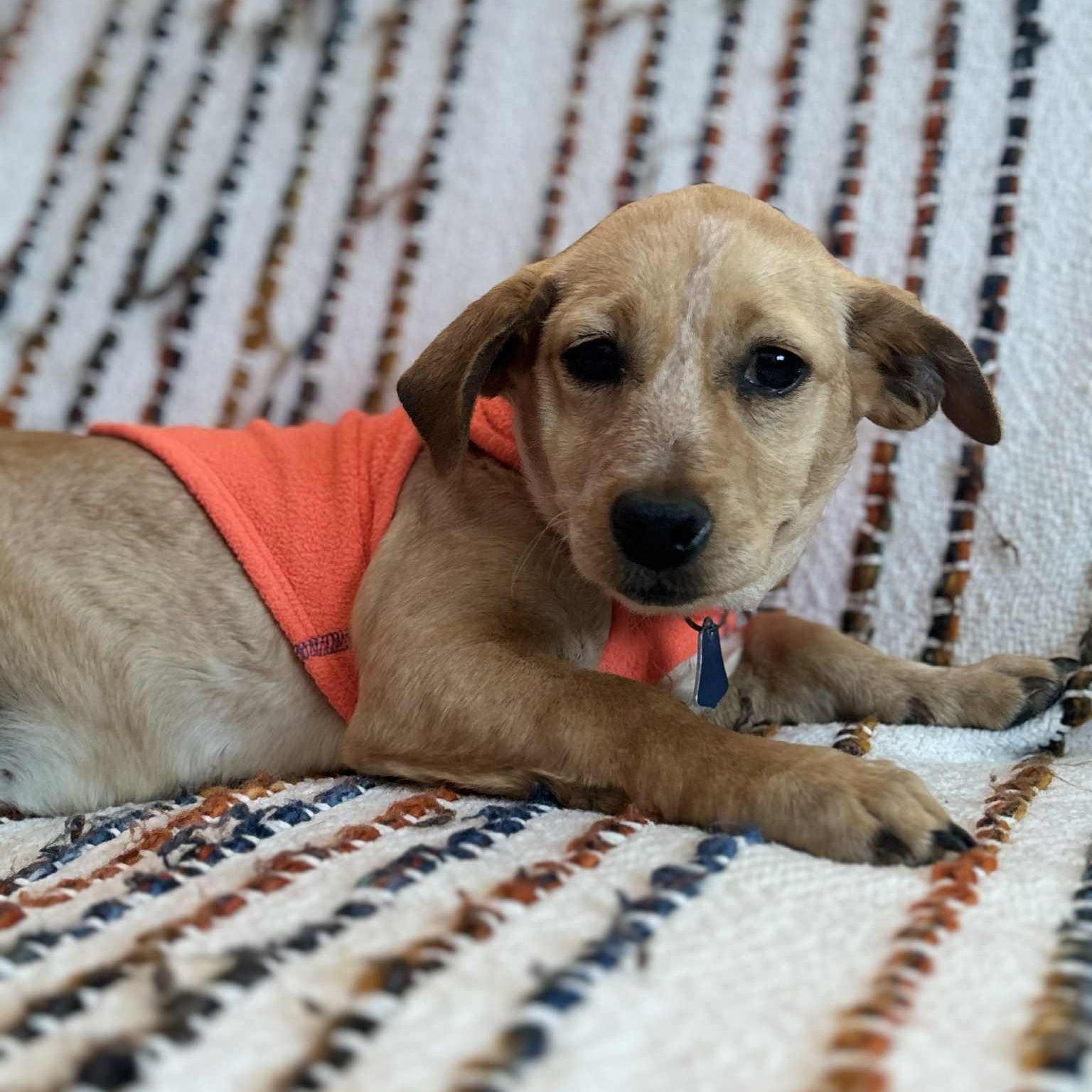 Enlarge Mira, an adopted mixed breed in Los Angeles, CA image 5/6