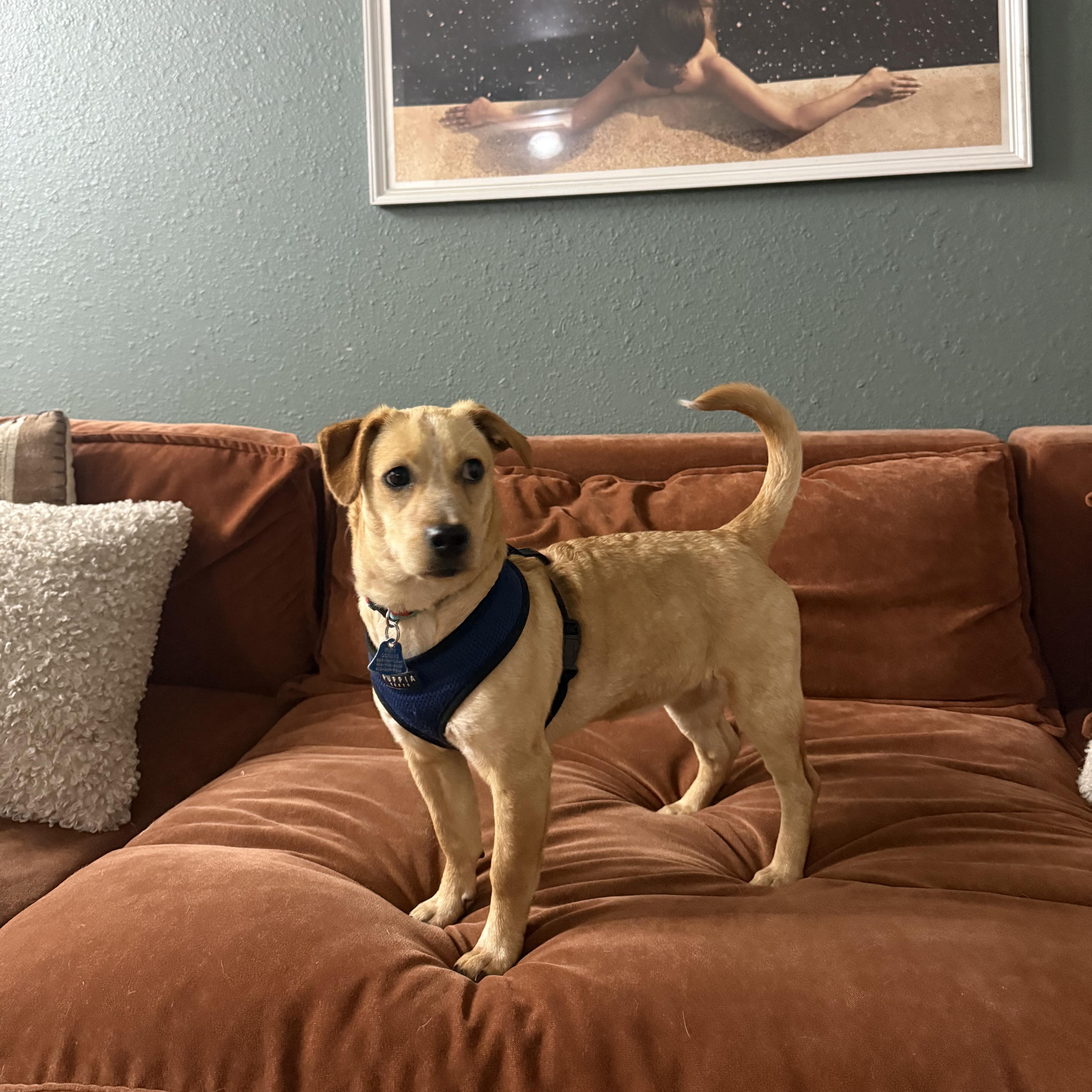 Mira, adopted, Young Female Mixed Breed.