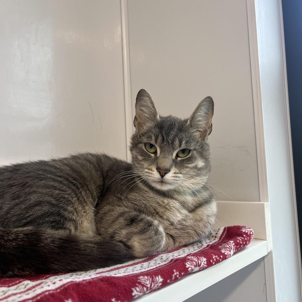Matilda, Adoptable, Young Female Domestic Short Hair.