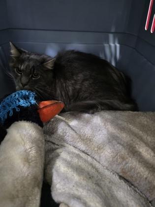 Winter, Adoptable, Adult Female Domestic Medium Hair & Domestic Short Hair.