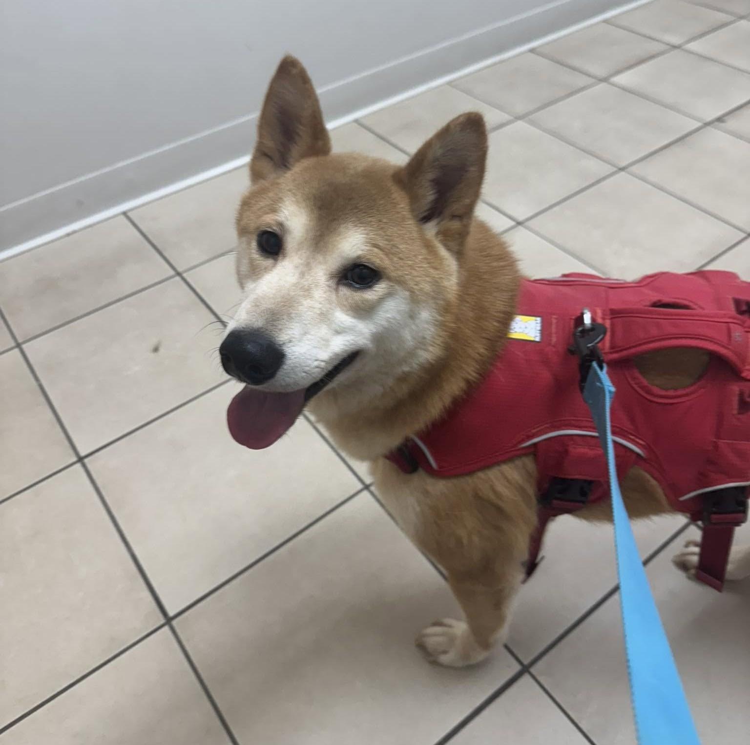 Koda, ADOPTABLE, Adult Male Shiba Inu.