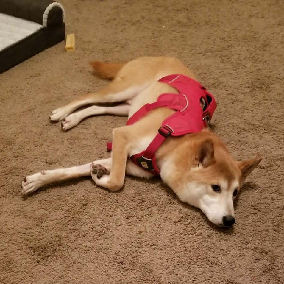 Enlarge Koda, a ADOPTABLE Shiba Inu in Jonesburg, MO image 4/6