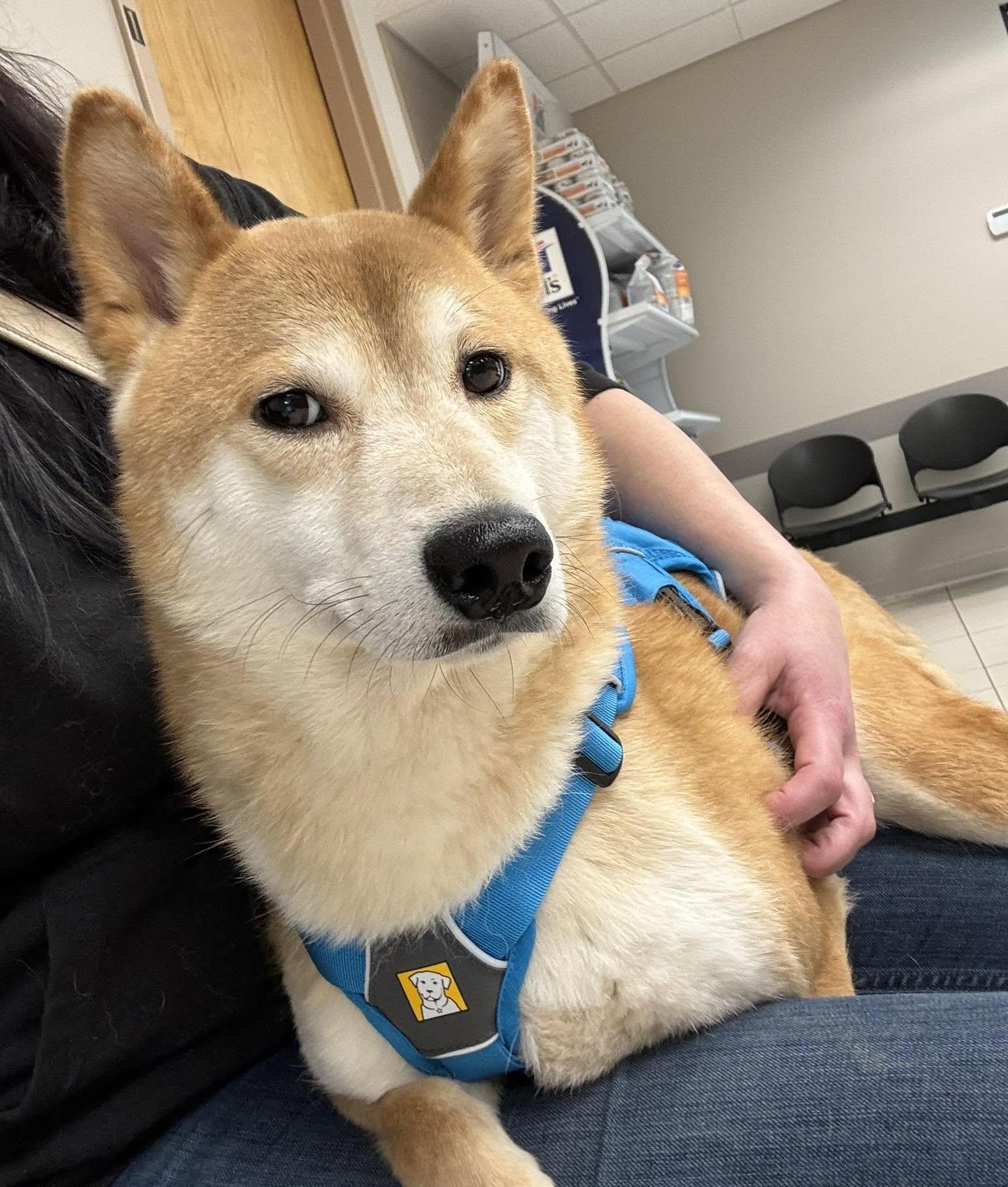 Enlarge Koda, a ADOPTABLE Shiba Inu in Jonesburg, MO image 6/6
