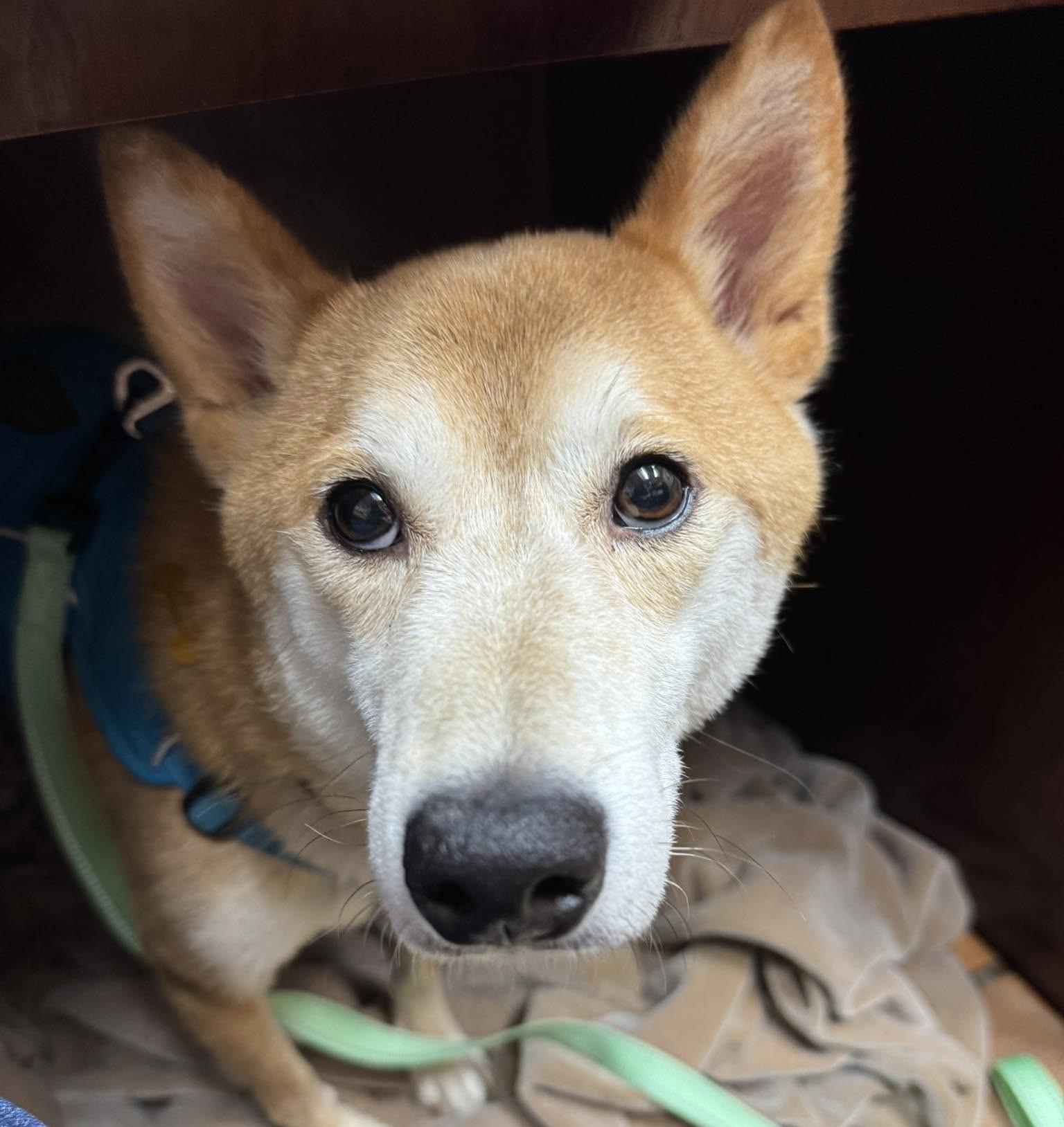 Enlarge Koda, a ADOPTABLE Shiba Inu in Jonesburg, MO image 2/6