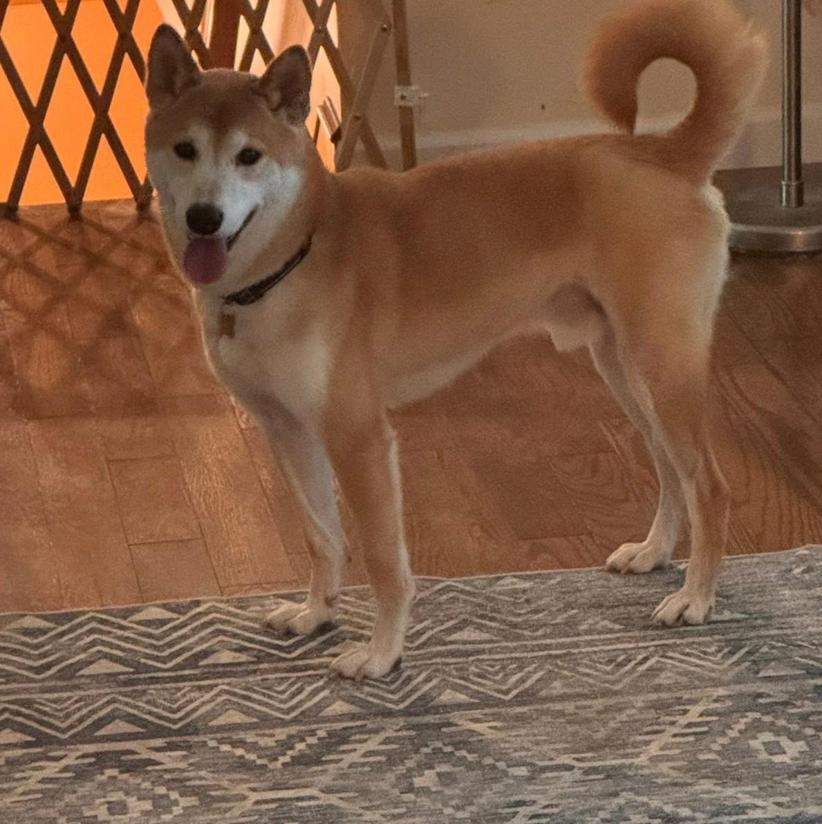 Enlarge Koda, a ADOPTABLE Shiba Inu in Jonesburg, MO image 5/6