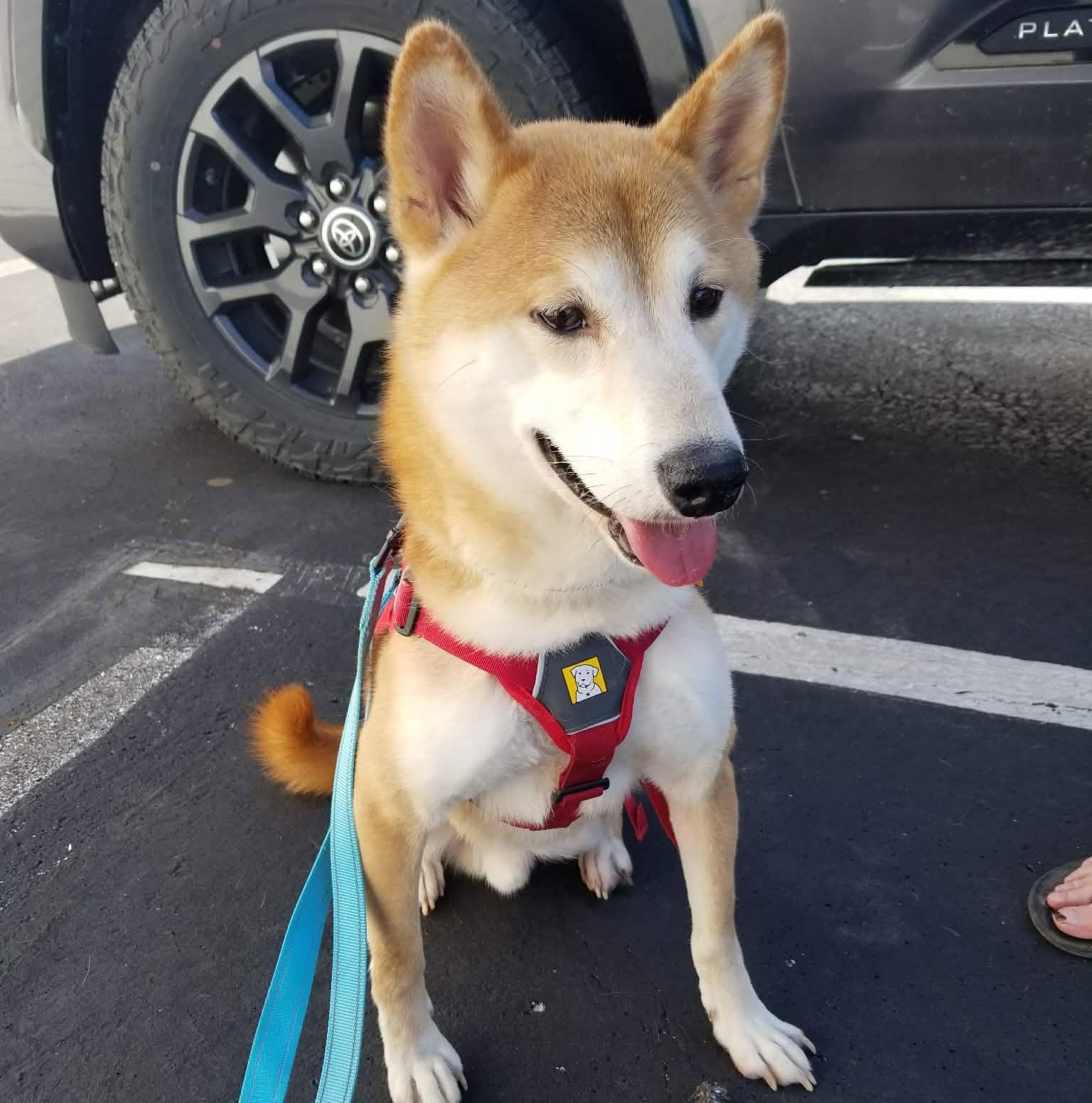 Enlarge Koda, a ADOPTABLE Shiba Inu in Jonesburg, MO image 3/6