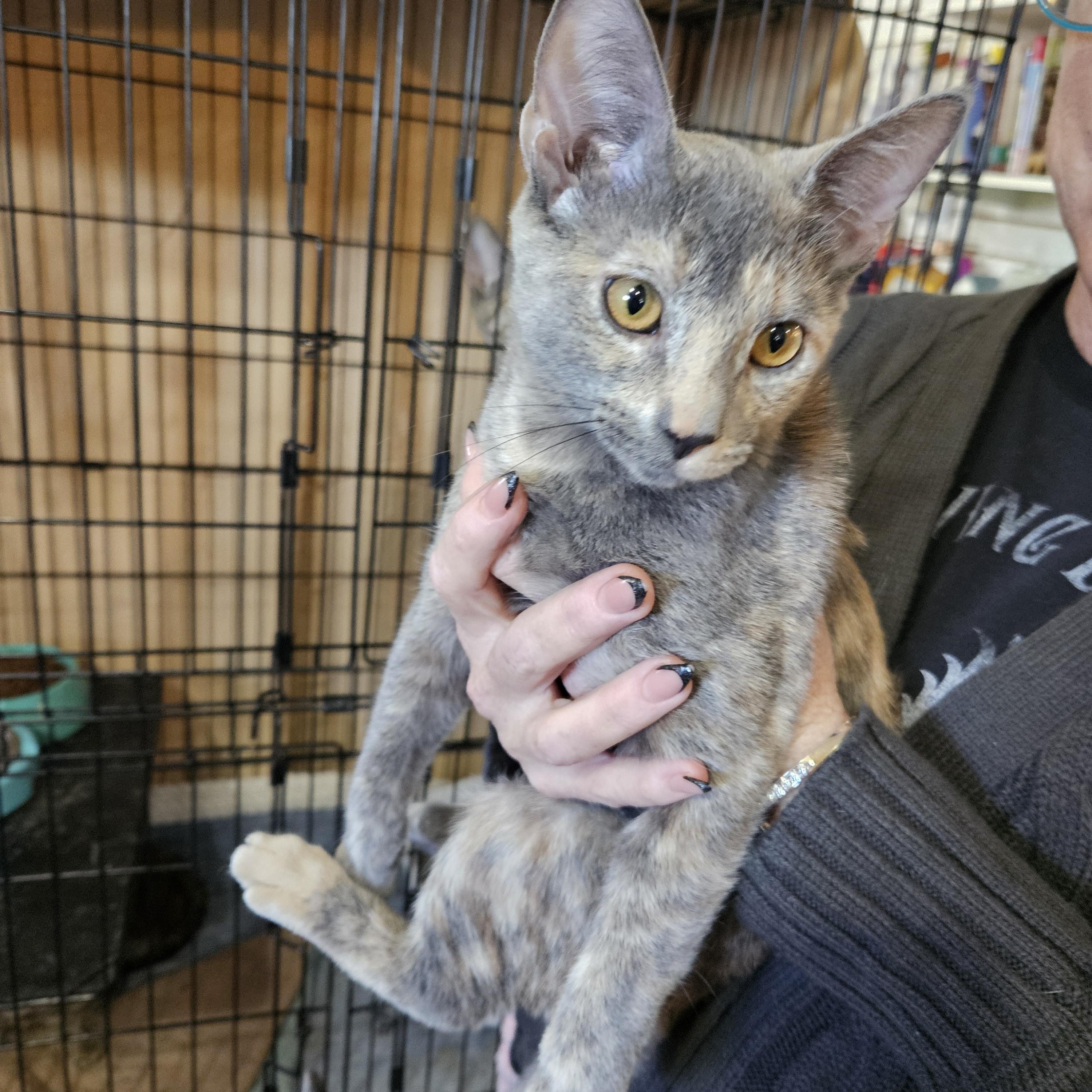 Stormy, an adoptable Domestic Short Hair in Alpine, TX, 79830 | Photo Image 1