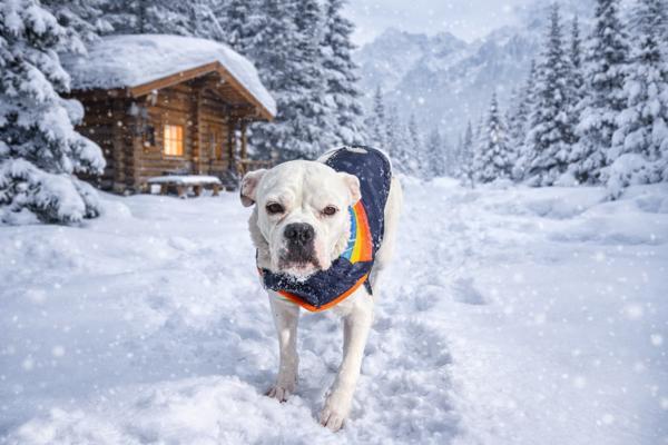 Bronco, Adoptable, Adult Male American Bulldog.