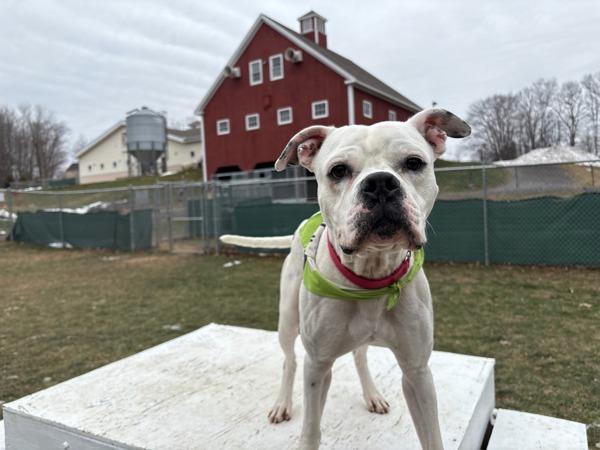 Bronco, a Adoptable mixed breed in Stratham, NH image 2/2