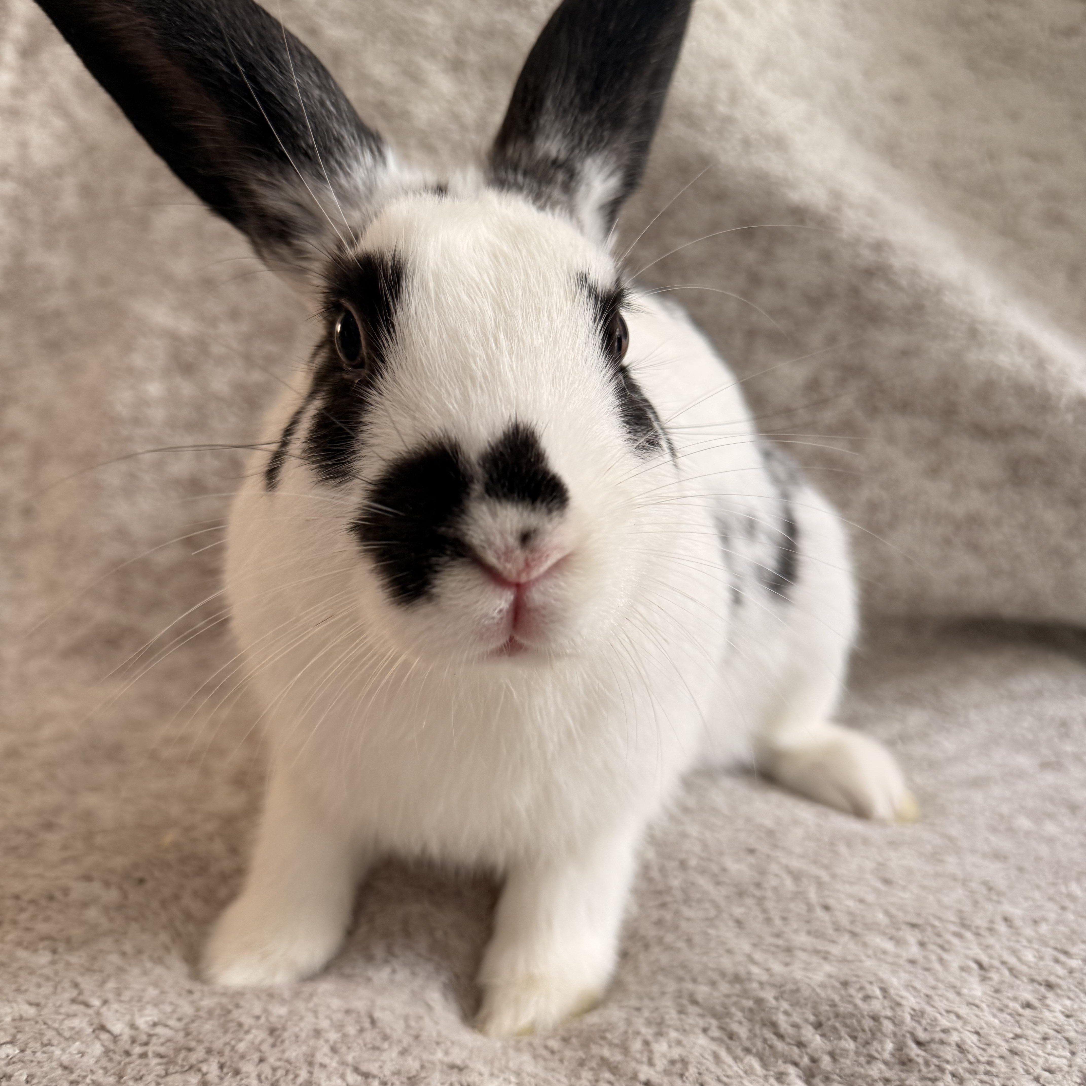 Enlarge Slinky, a ADOPTABLE New Zealand in St. Charles, MO image 3/3