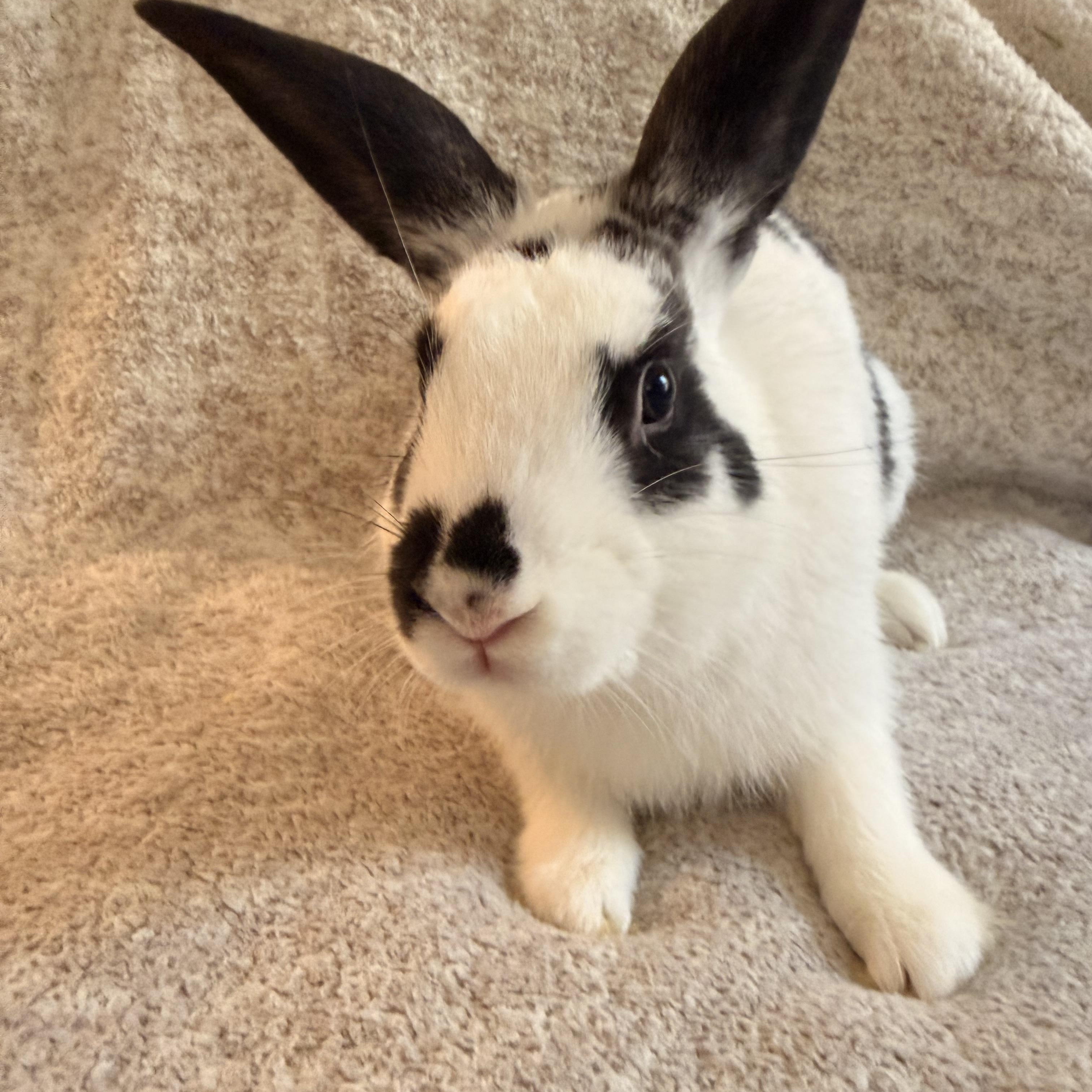 Enlarge Slinky, a ADOPTABLE New Zealand in St. Charles, MO image 2/3