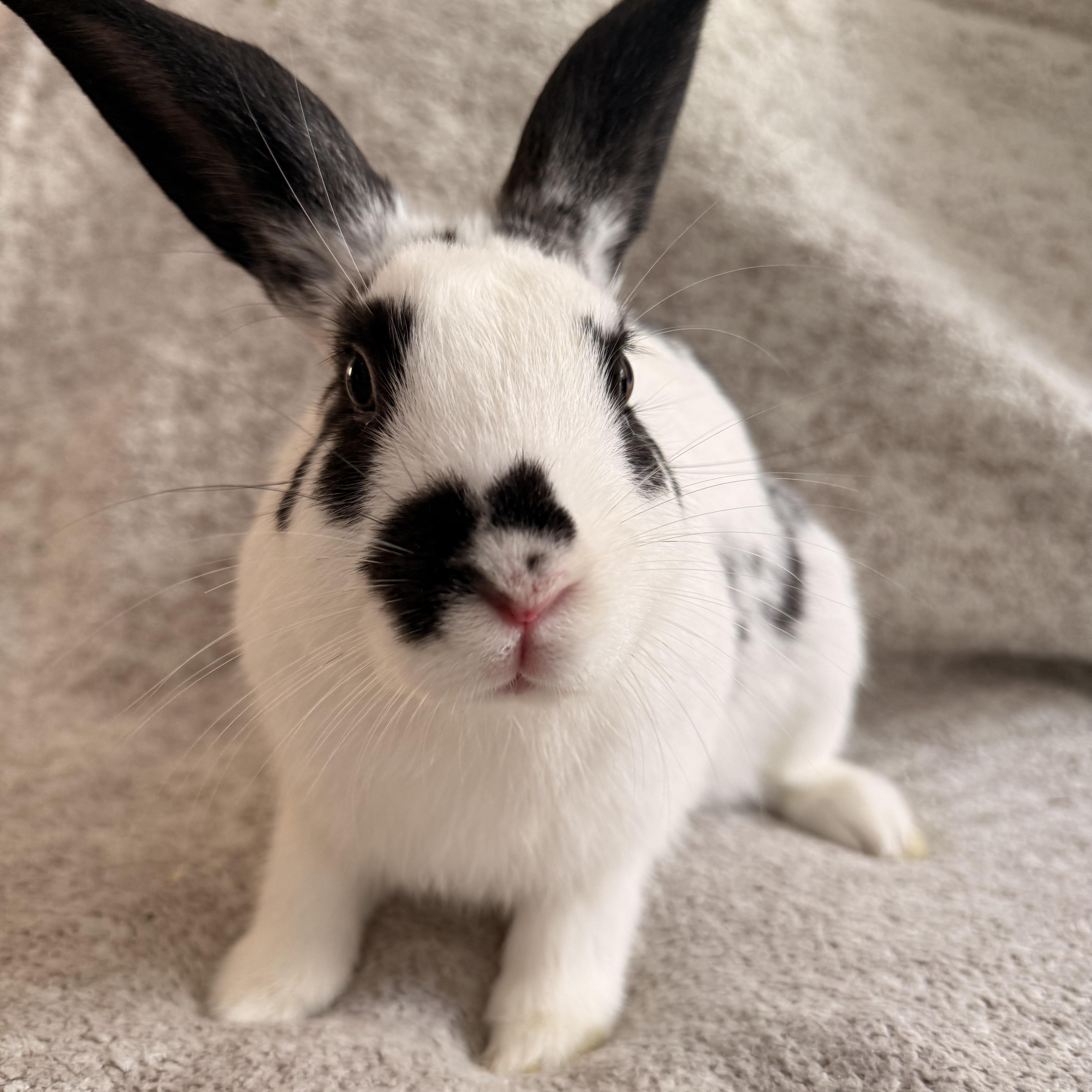 Slinky, ADOPTABLE, Young Male New Zealand.