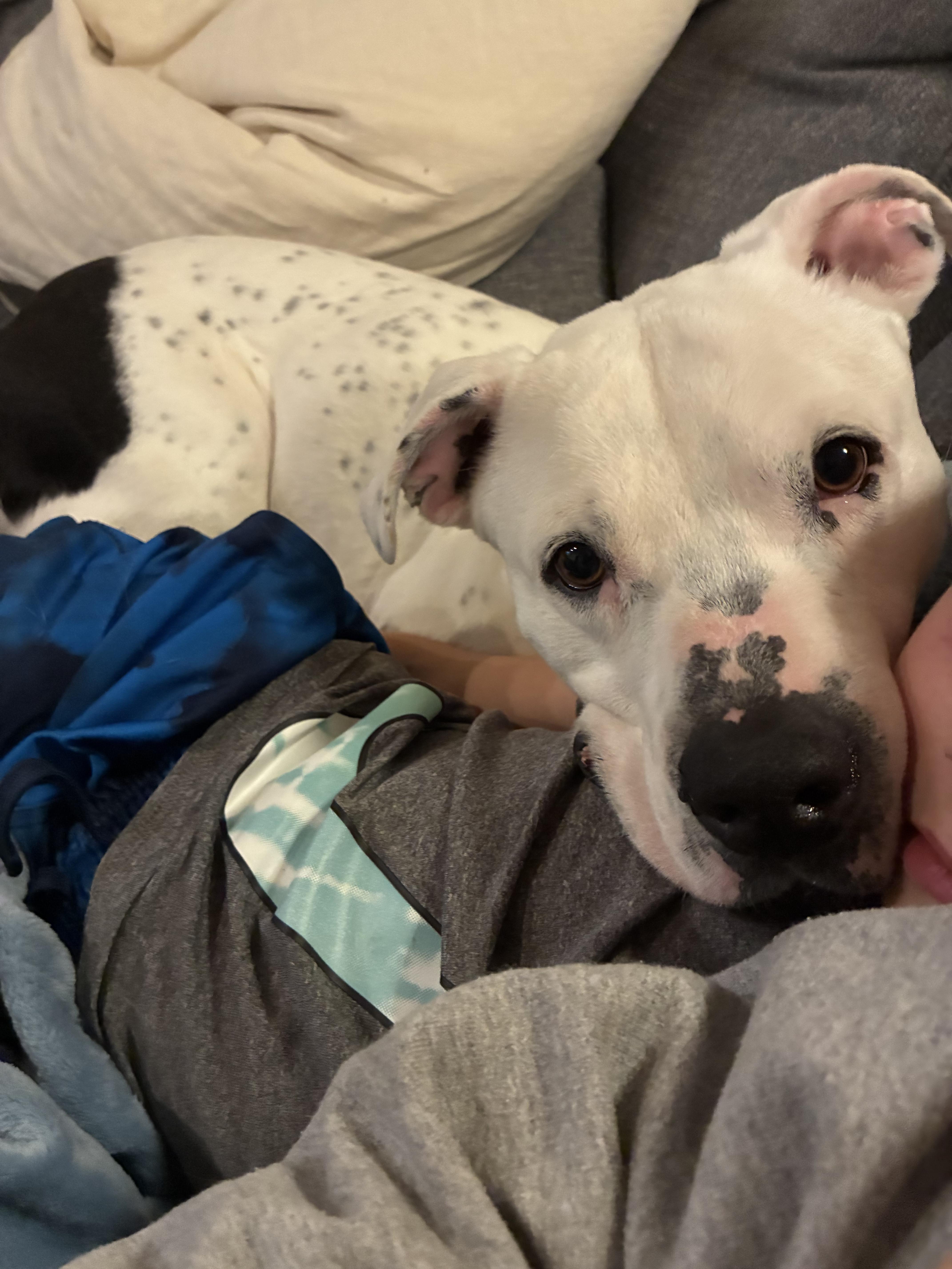 Alfie, a Adoptable mixed breed in Columbus , OH image 2/6