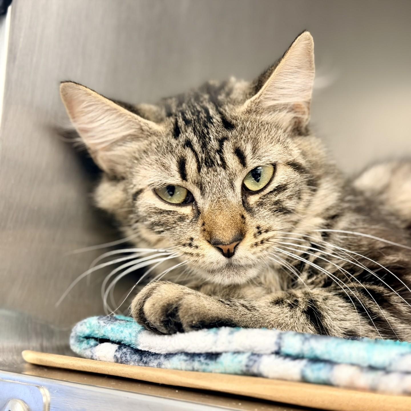 Enlarge Strawberry, a ADOPTABLE Domestic Medium Hair in Manahawkin, NJ image 2/2