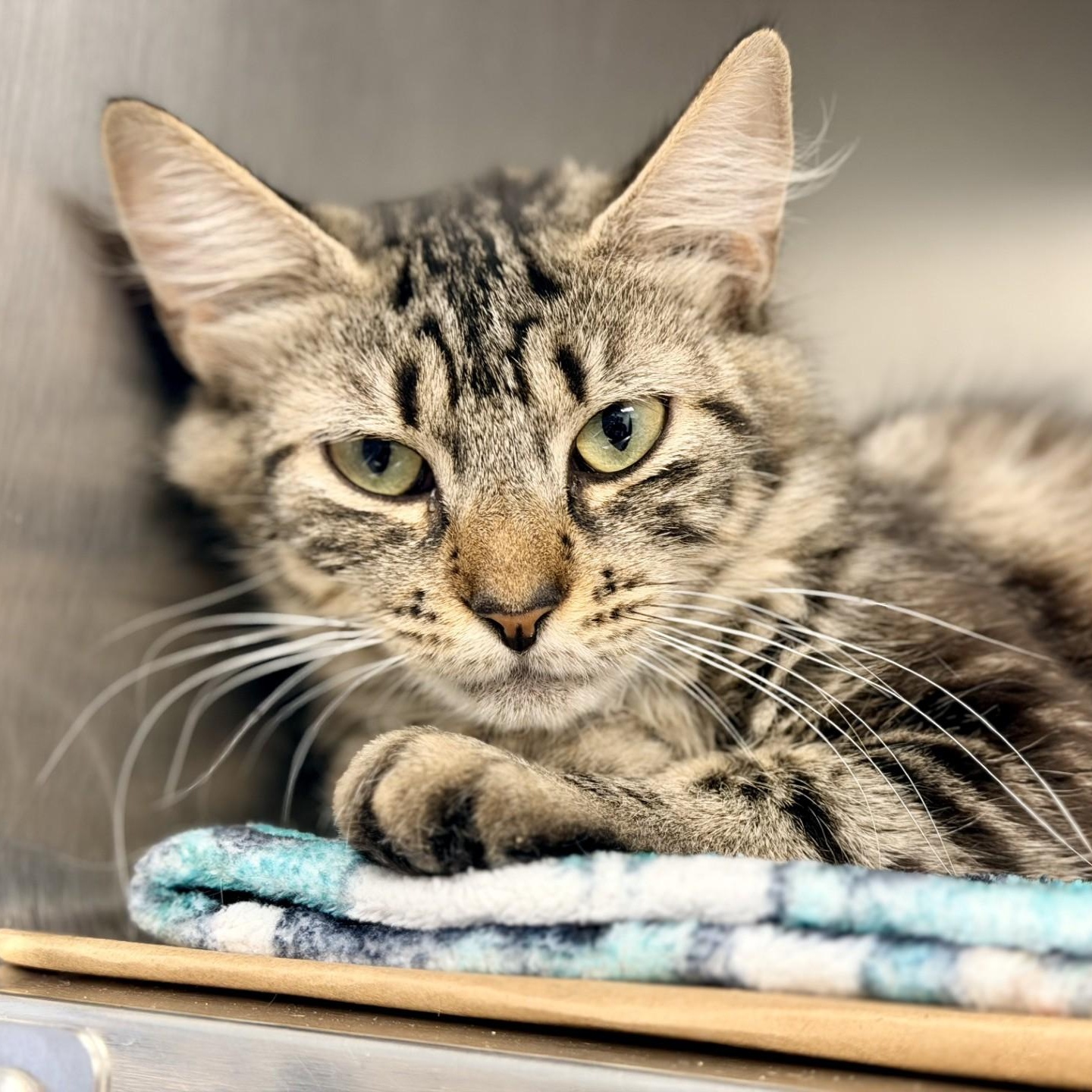 Enlarge Strawberry, a ADOPTABLE Domestic Medium Hair in Manahawkin, NJ image 1/2