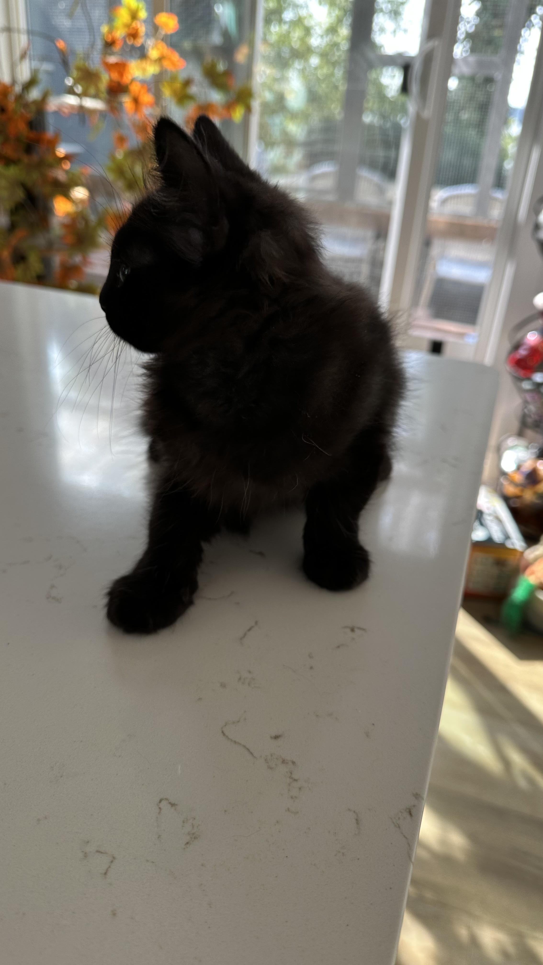 Enlarge Boomer, a Adopted Domestic Short Hair in Monticello, IN image 3/5