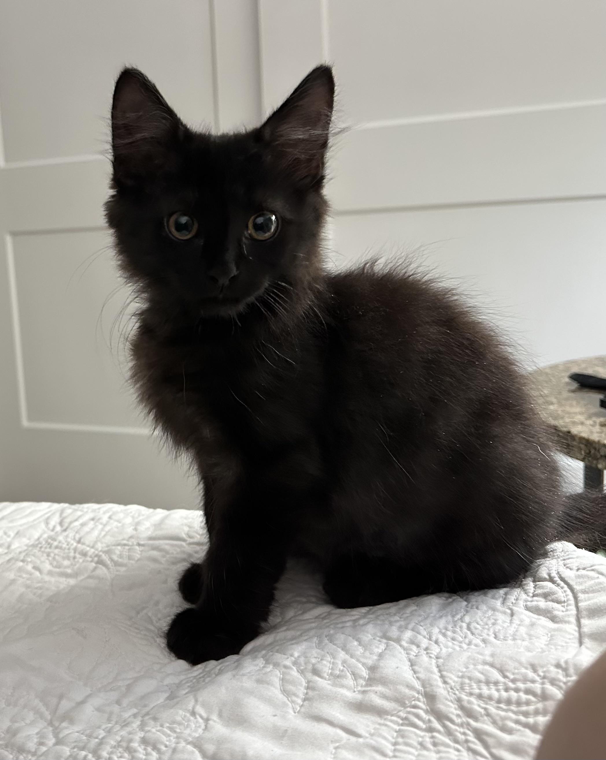Boomer, Adopted, Kitten Male Domestic Short Hair.