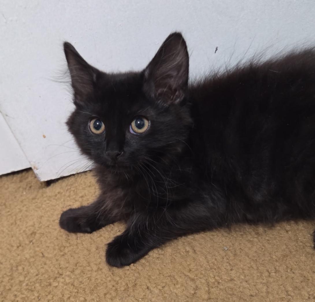 Enlarge Boomer, a Adopted Domestic Short Hair in Monticello, IN image 4/5