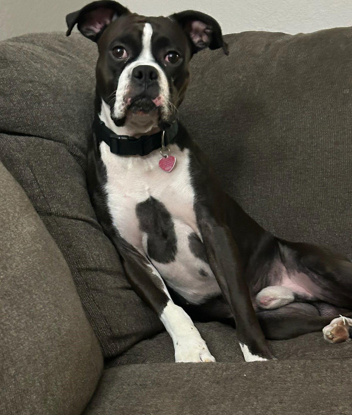 Enlarge Kobe F25-017, a Adopted Boxer in Crestview, FL image 1/3