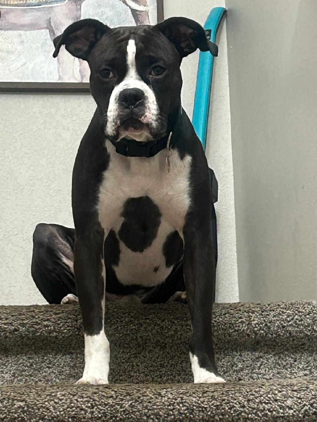 Enlarge Kobe F25-017, a Adopted Boxer in Crestview, FL image 2/3