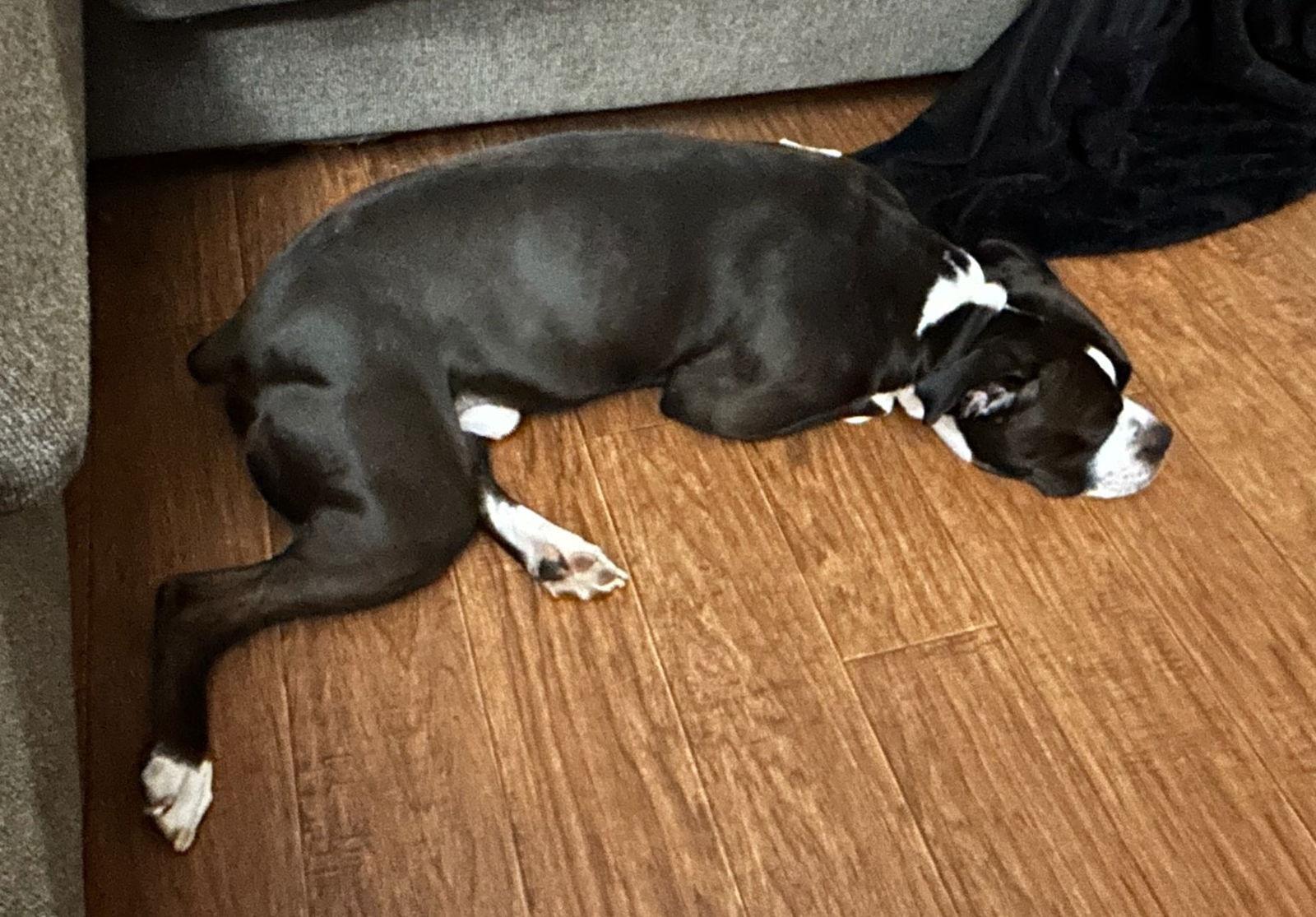 Enlarge Kobe F25-017, a Adopted Boxer in Crestview, FL image 3/3