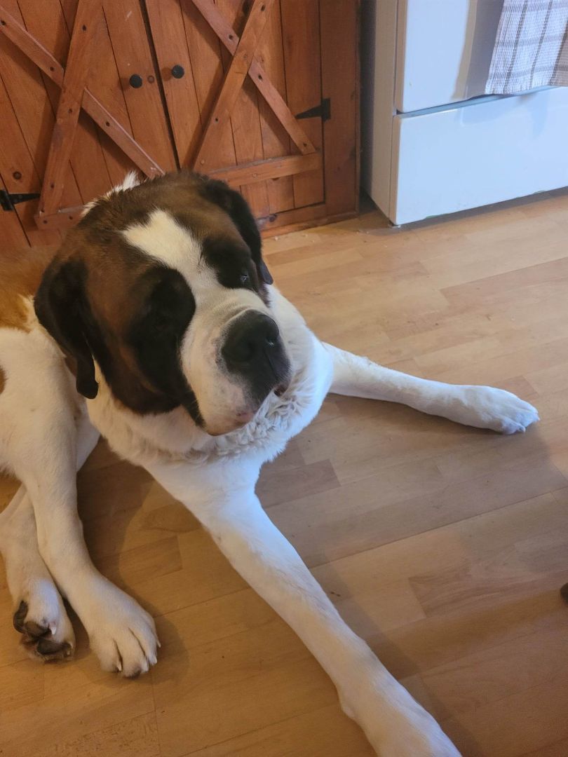 Barry, a Adoptable Saint Bernard image 1/3