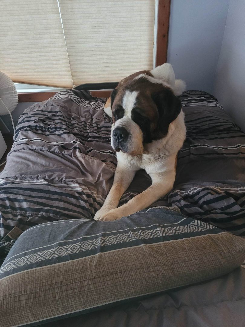 Barry, a Adoptable Saint Bernard image 3/3