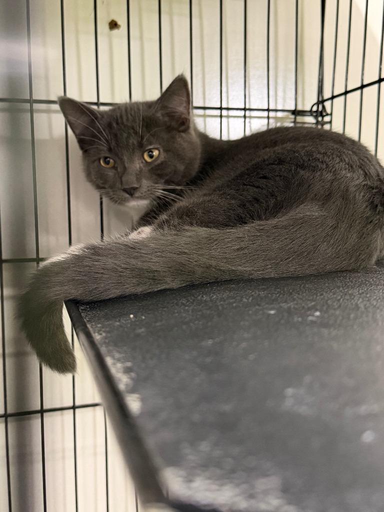 Earl Grey, Adoptable, Kitten Male Domestic Short Hair.