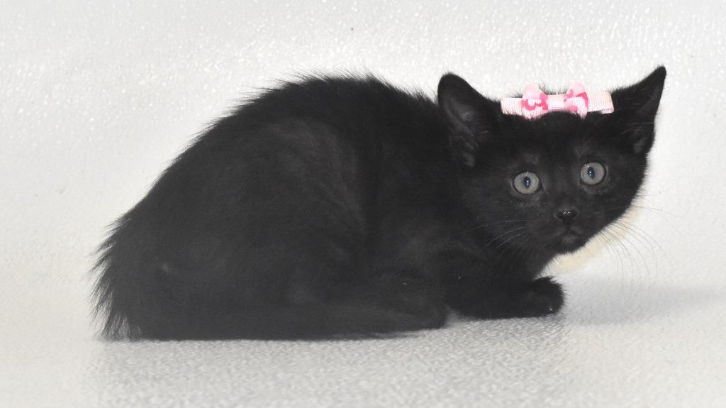 Gazelle, a Adoptable mixed breed in Springfield, OH image 1/3