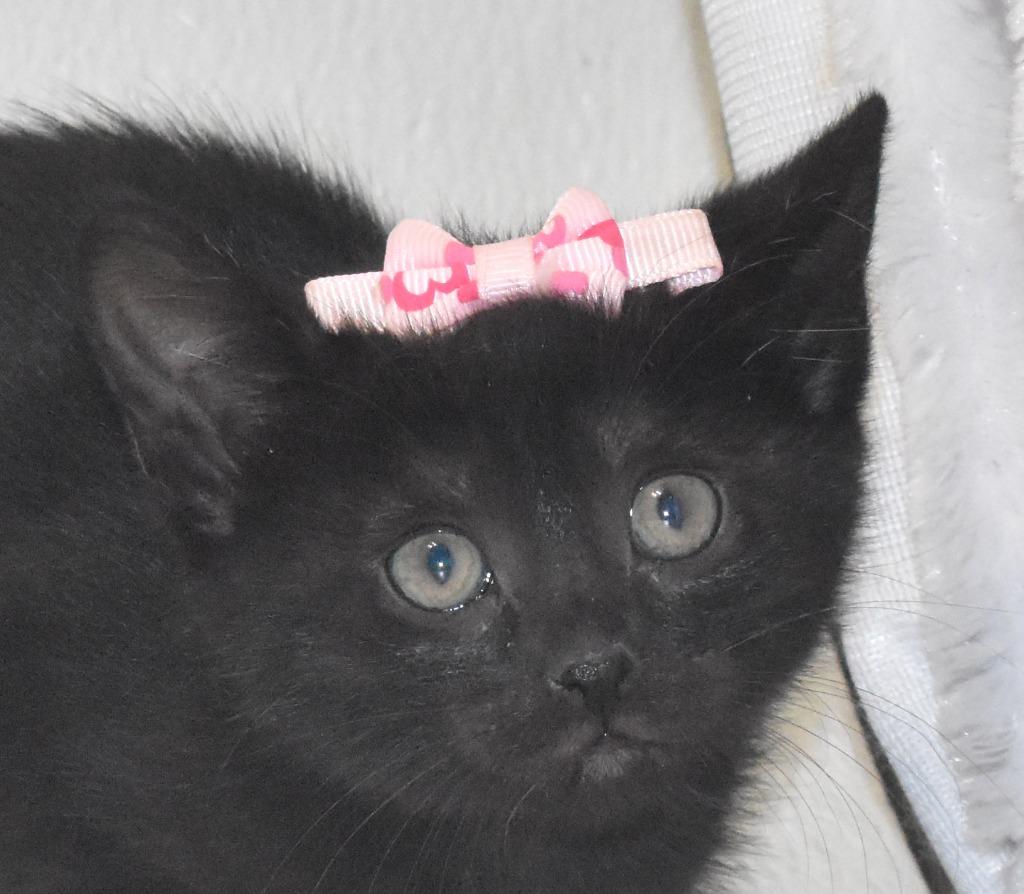 Gazelle, a Adoptable mixed breed in Springfield, OH image 3/3