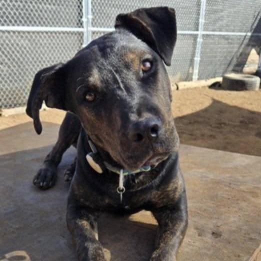 Preston, Adoptable, Young Male Shepherd.