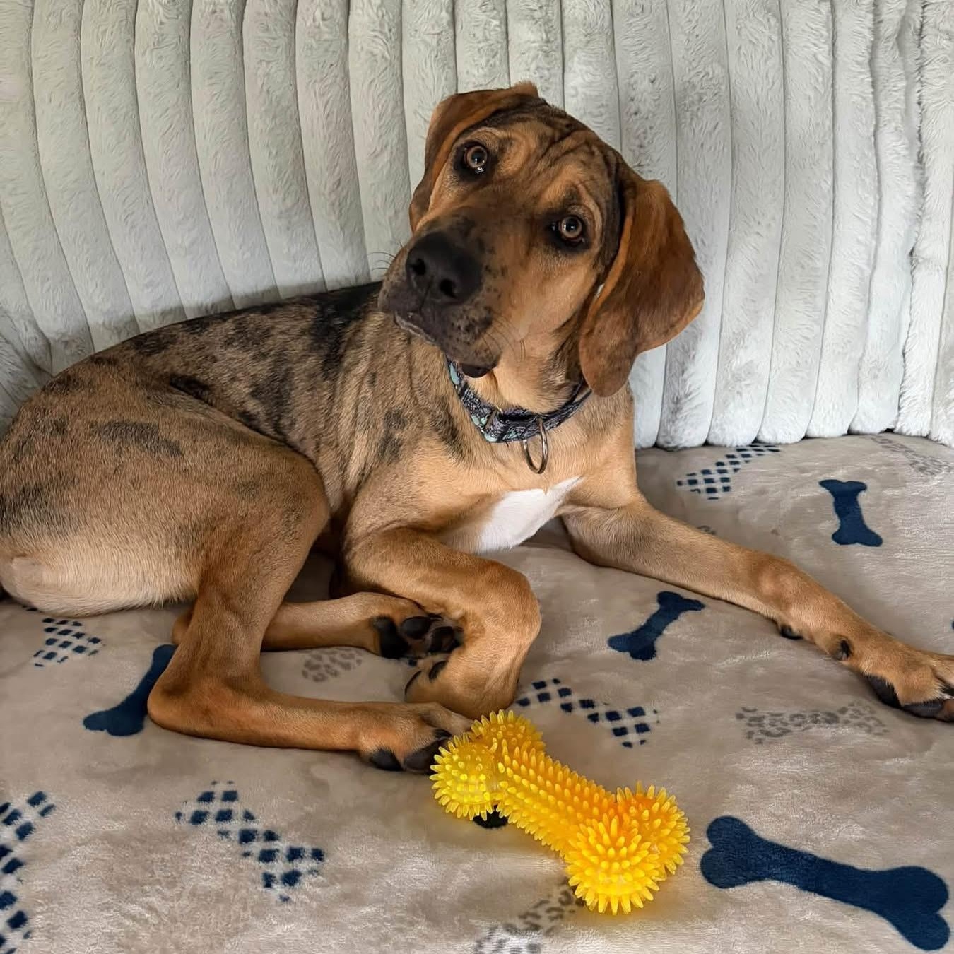 Finn, Adopted, Young Male Hound.
