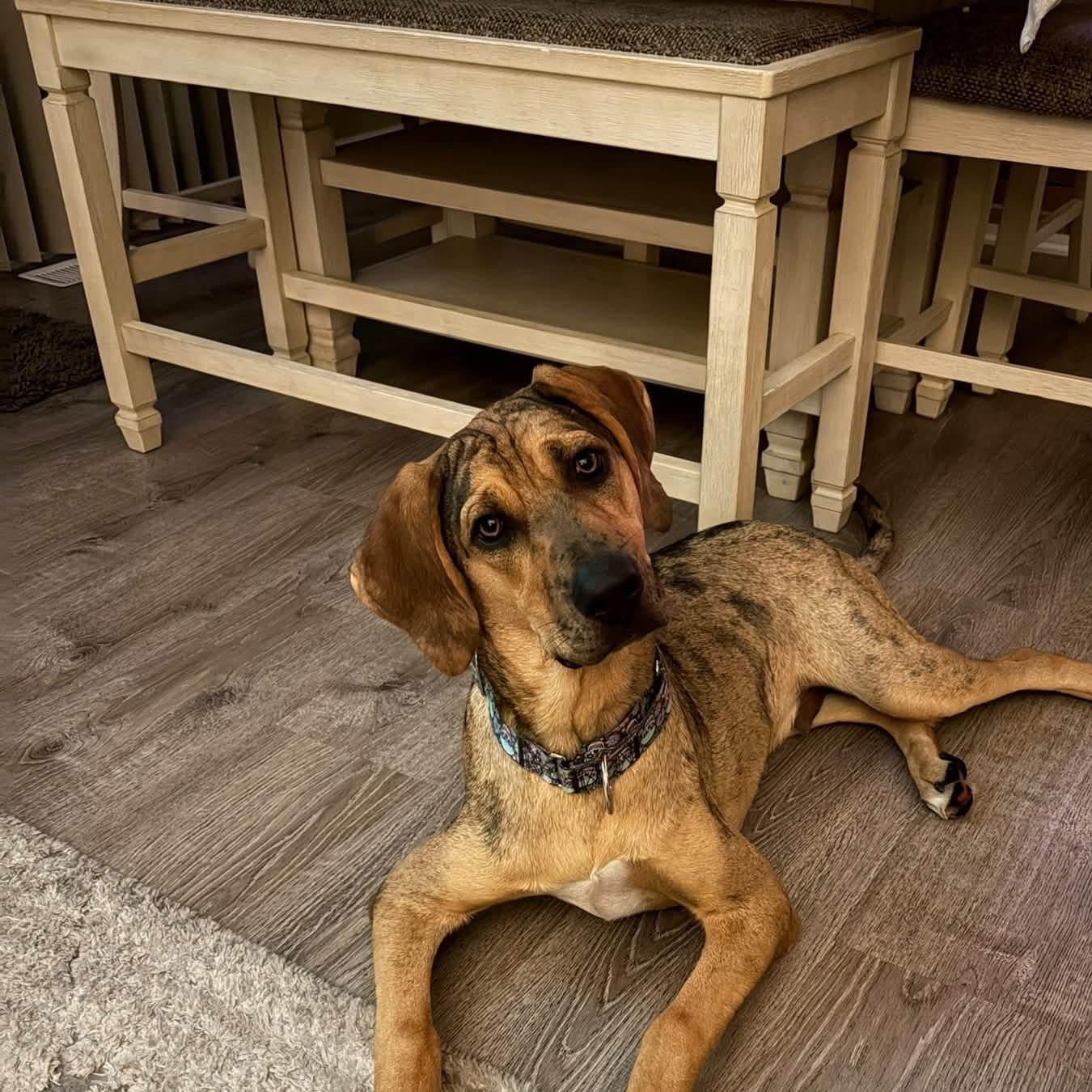 Enlarge Finn, a Adopted mixed breed in McHenry, IL image 2/3