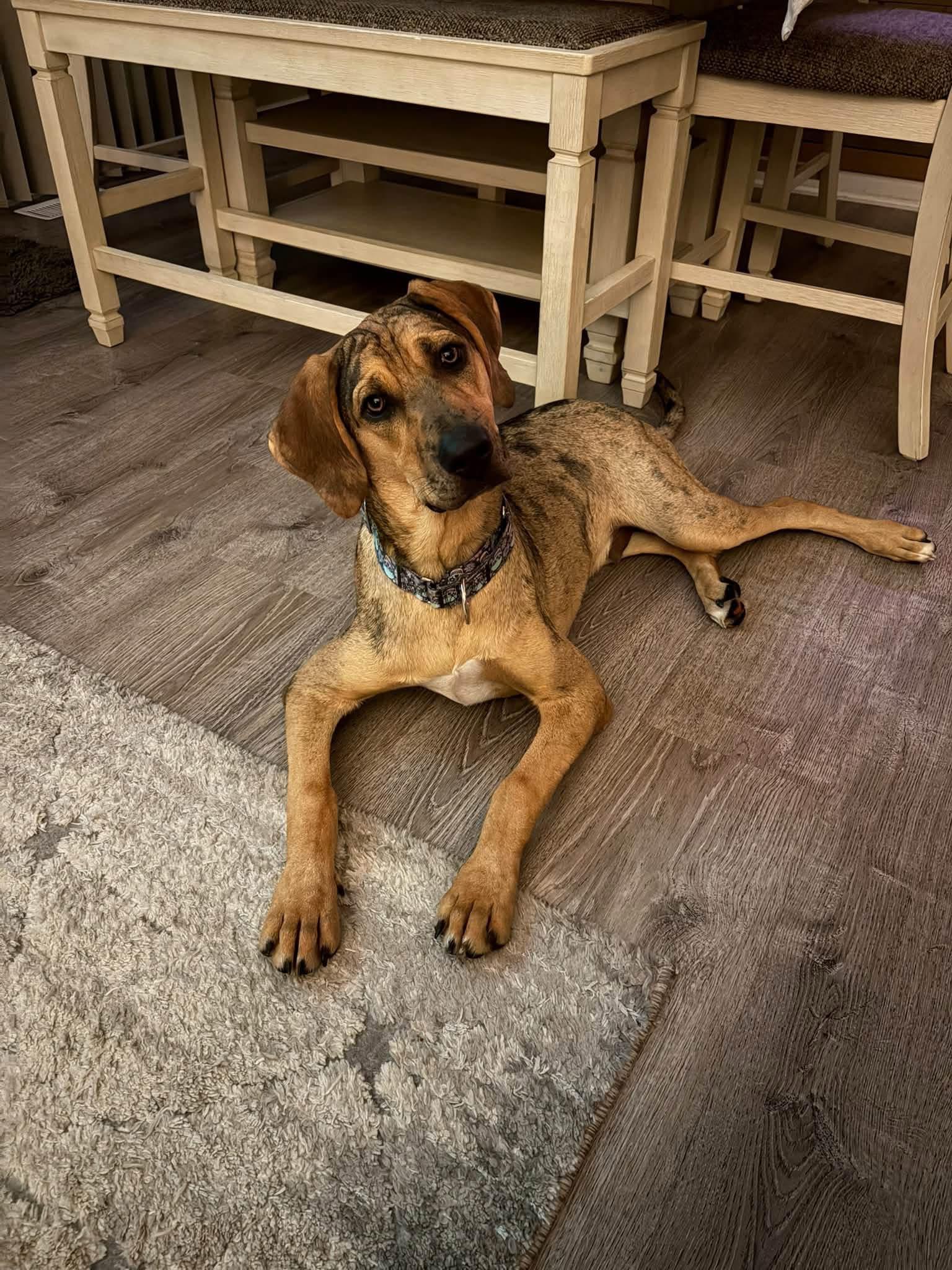 Enlarge Finn, a Adopted mixed breed in McHenry, IL image 3/3