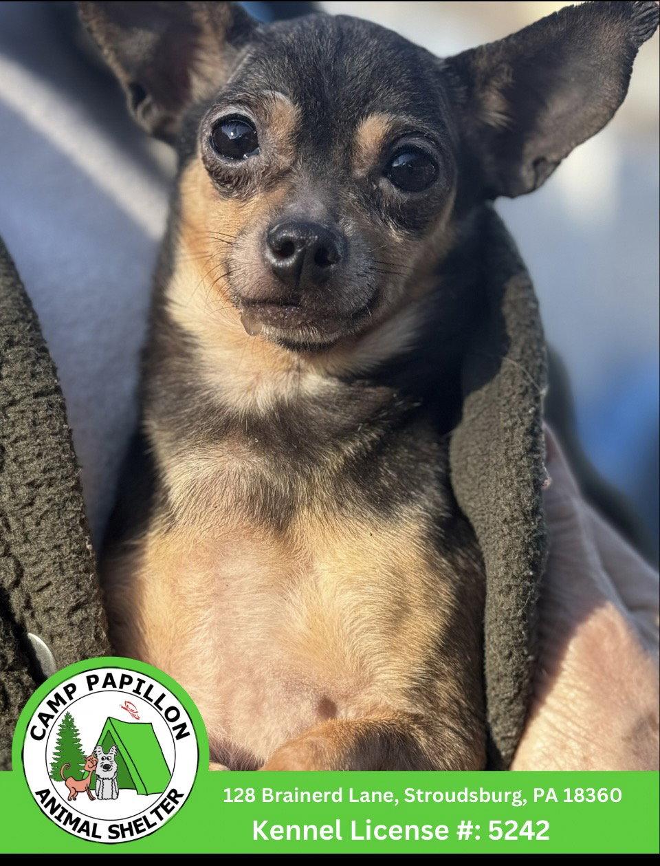 Enlarge Buttercup, a Adopted Chihuahua in Stroudsburg, PA image 1/1