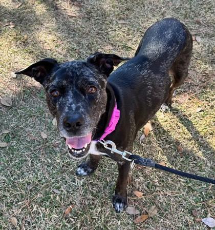 Maple Syrup, a Adoptable mixed breed in Sanford, FL image 1/5