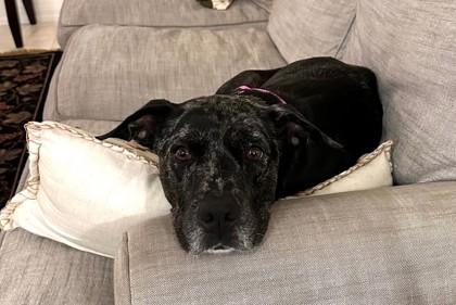 Maple Syrup, Adoptable, Adult Female Mixed Breed & Mixed Breed.