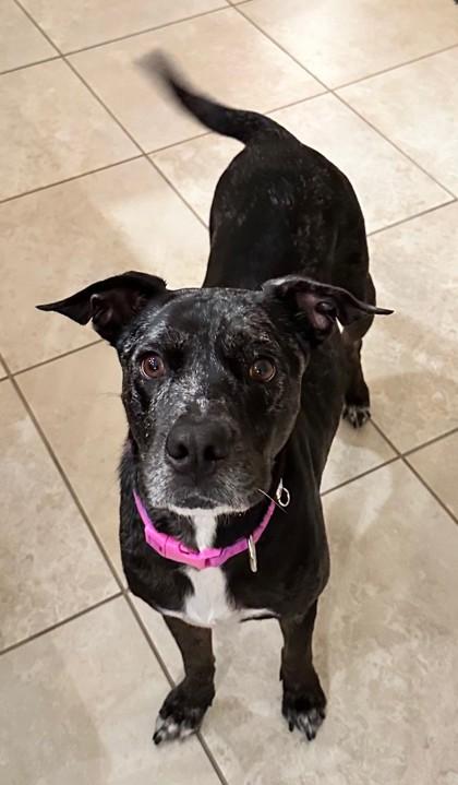 Maple Syrup, a Adoptable mixed breed in Sanford, FL image 4/5