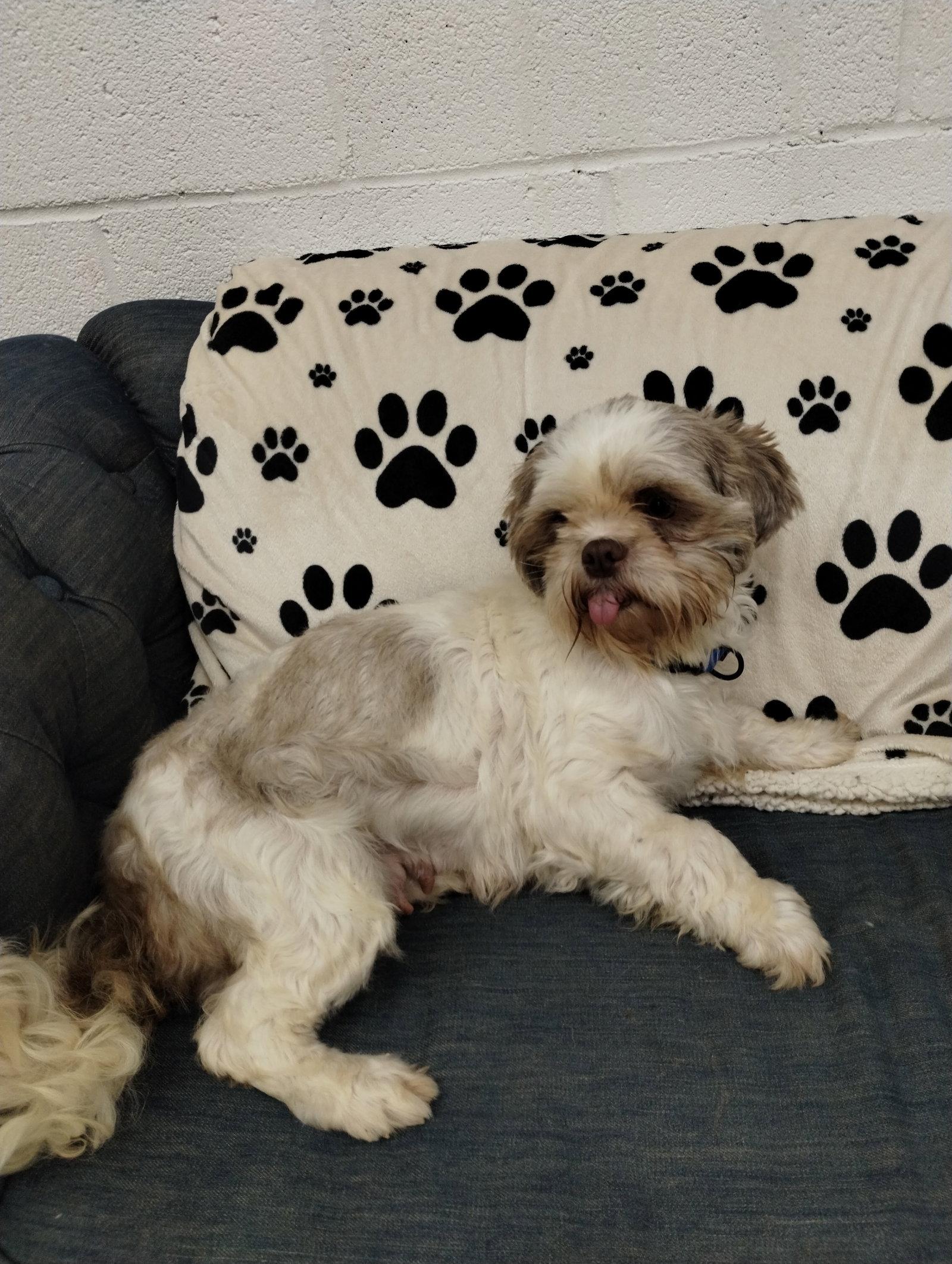 Enlarge Poppy, a Adoptable Shih Tzu in York, SC image 1/3