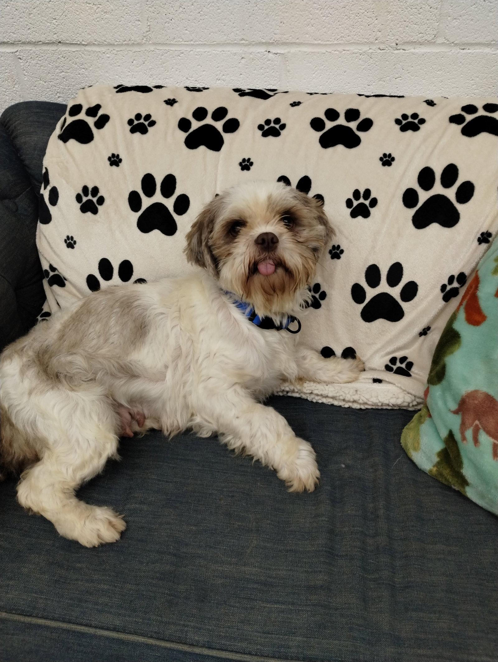 Enlarge Poppy, a Adoptable Shih Tzu in York, SC image 2/3