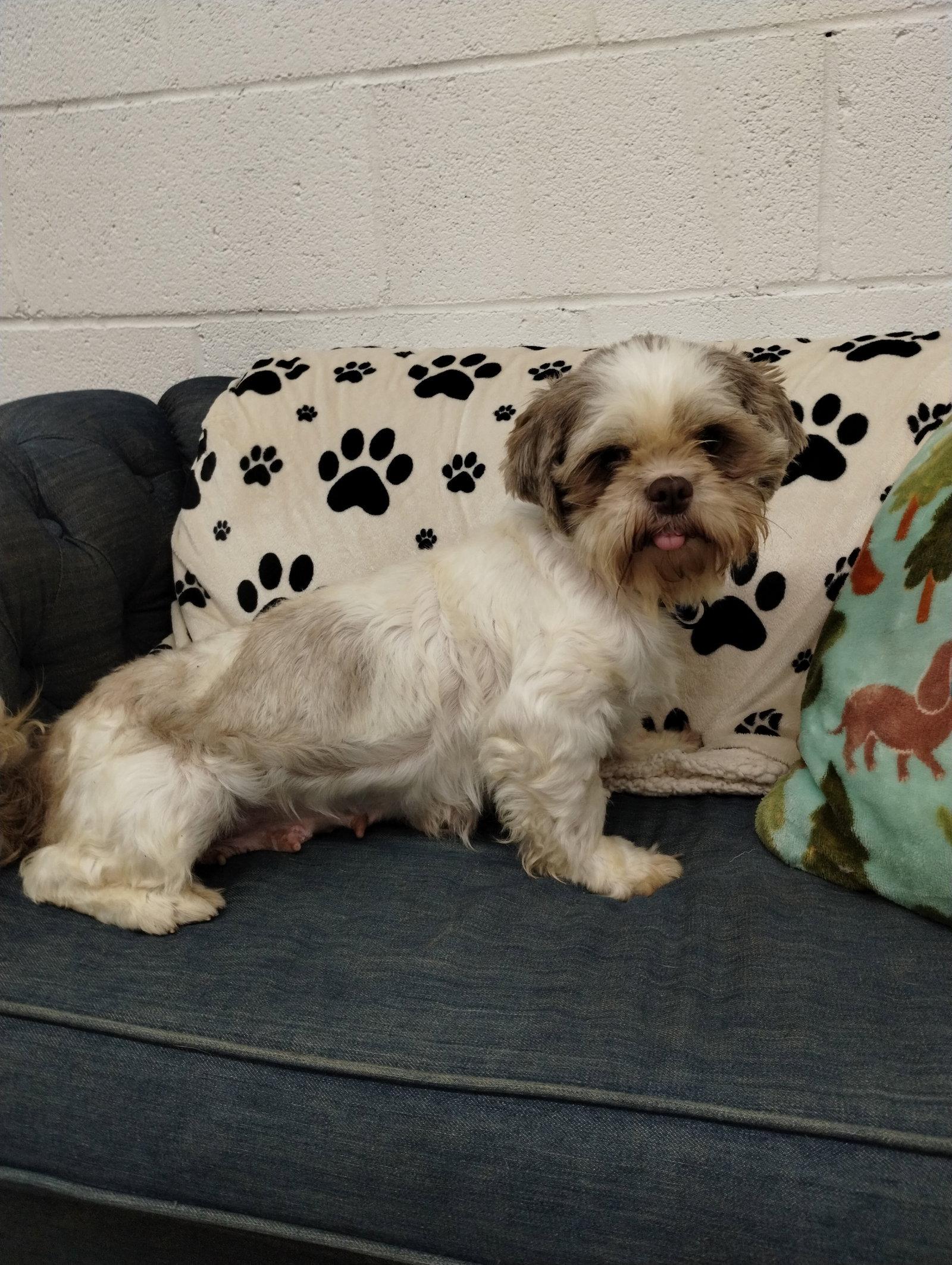 Enlarge Poppy, a Adoptable Shih Tzu in York, SC image 3/3