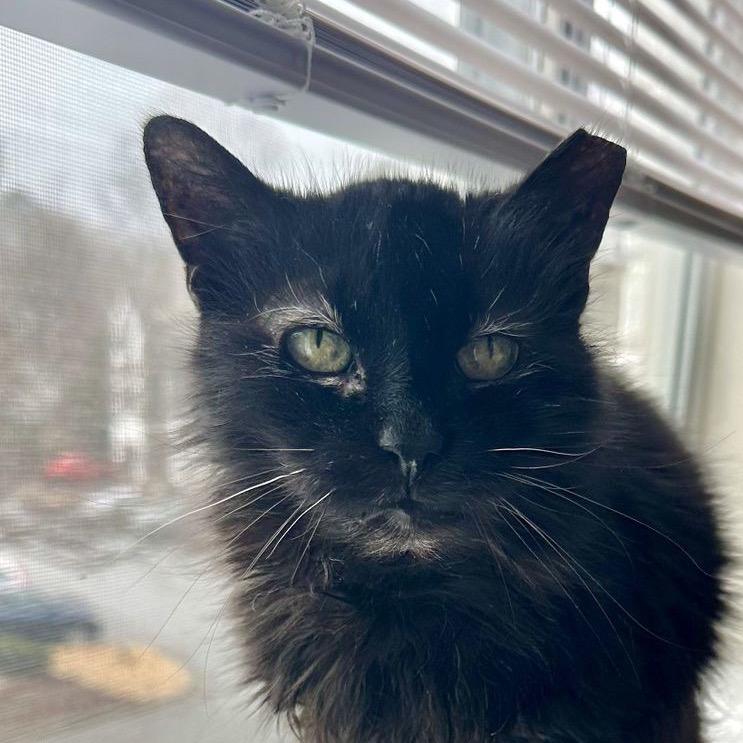 Enlarge Ursula, a Adoptable Domestic Medium Hair in Atlanta, GA image 1/3