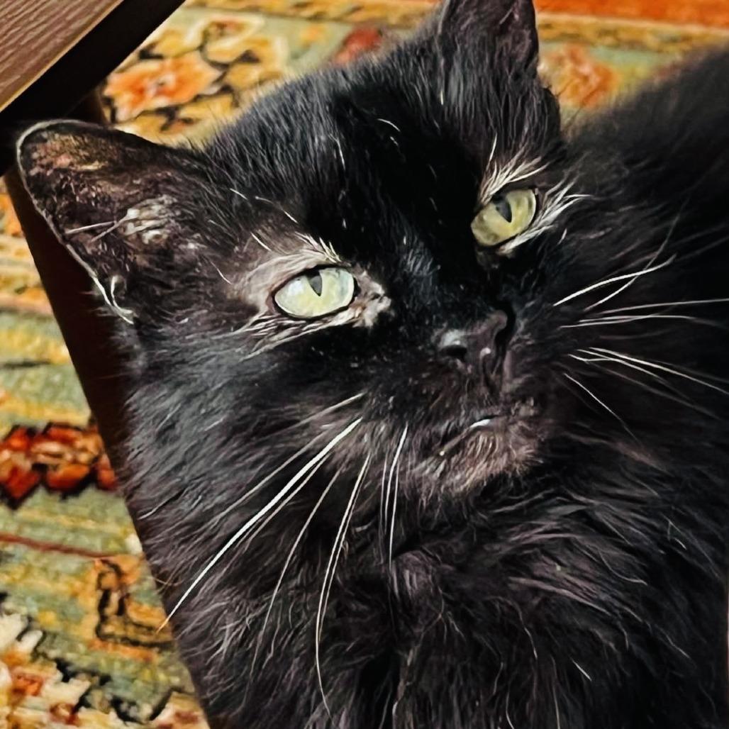 Enlarge Ursula, a Adoptable Domestic Medium Hair in Atlanta, GA image 2/3