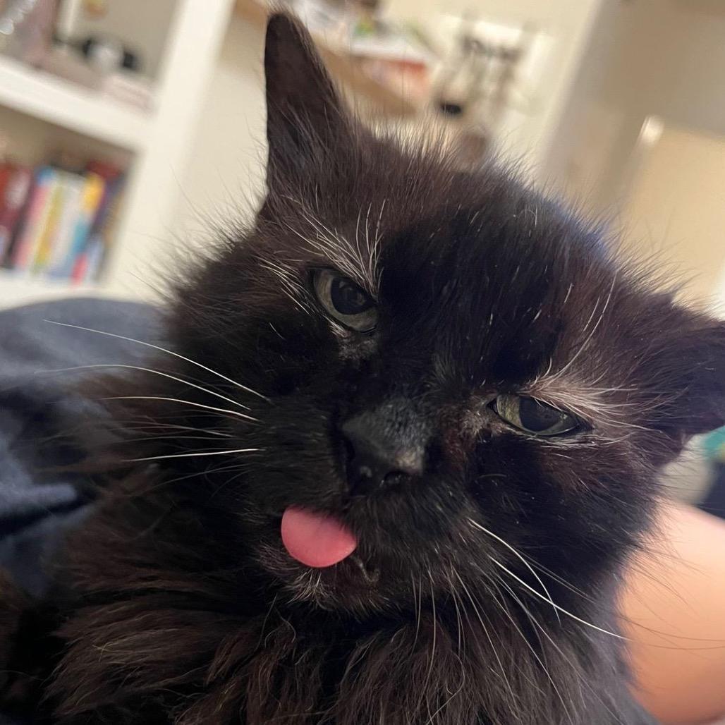 Ursula, a Adoptable Domestic Medium Hair in Marietta, GA image 3/4