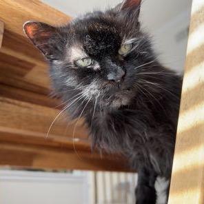 Enlarge Ursula, a Adoptable Domestic Medium Hair in Atlanta, GA image 3/3