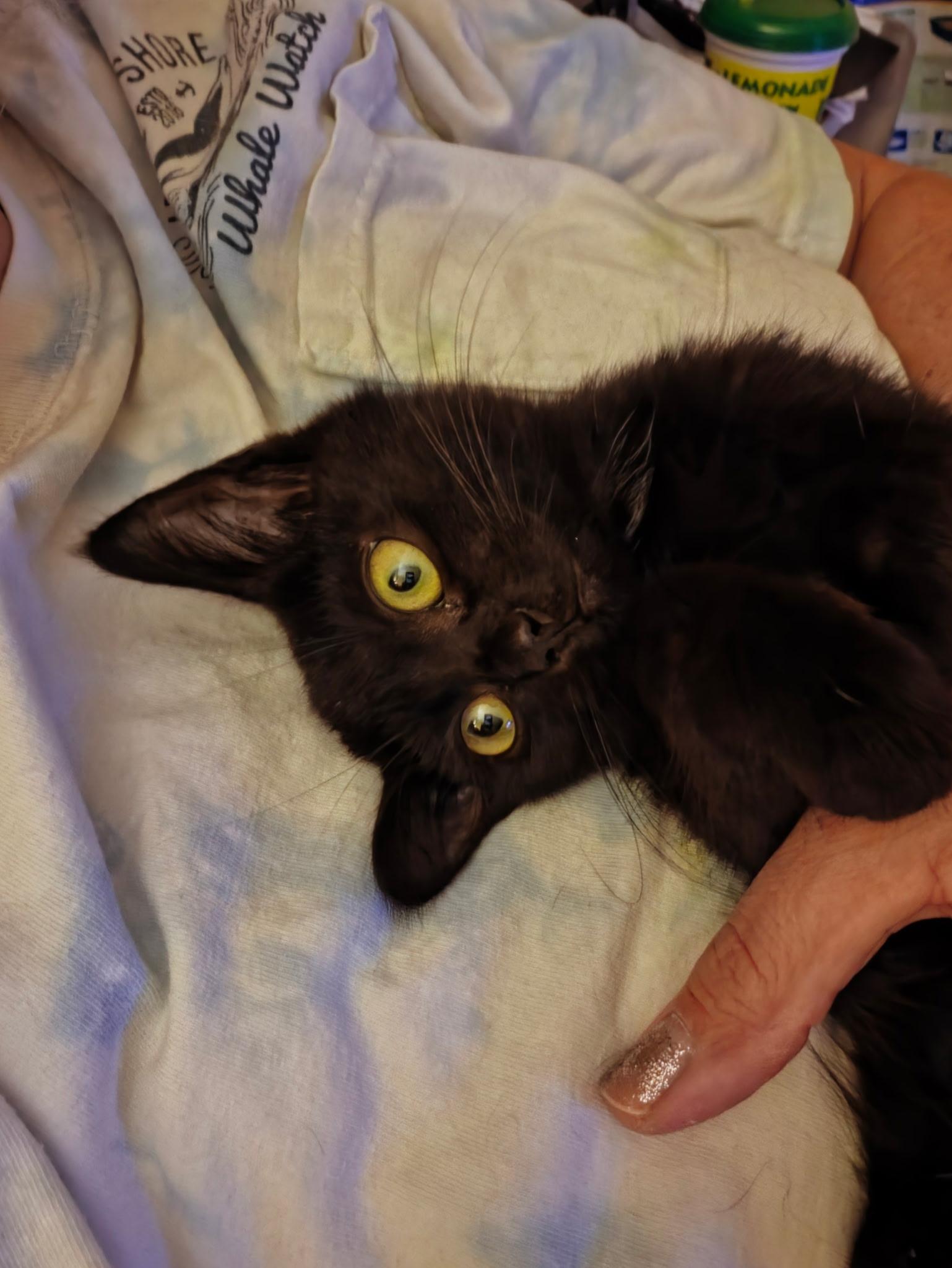 Enlarge Armani, a Adoptable Domestic Short Hair in Pottsville, PA image 5/6